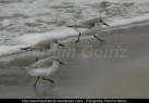 Correlimos común o playero común (Calidris alpina) - Playa de A Magdalena (Cedeira) diciembre 2101 - fotografía por Fermín Goiriz (10)